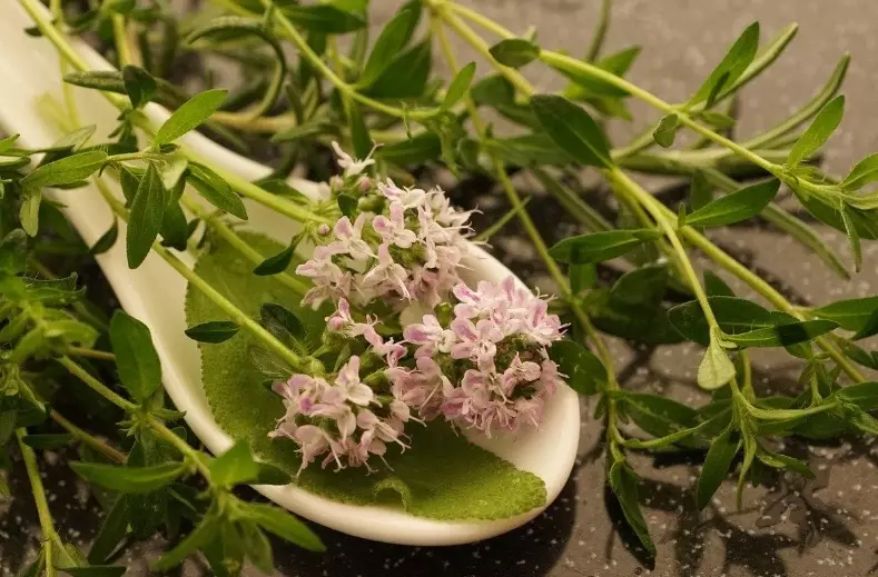 Can Dogs Eat Thyme? A Vet's Safety Guide & Benefits