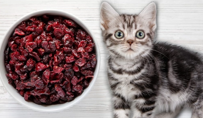 cranberries for cats