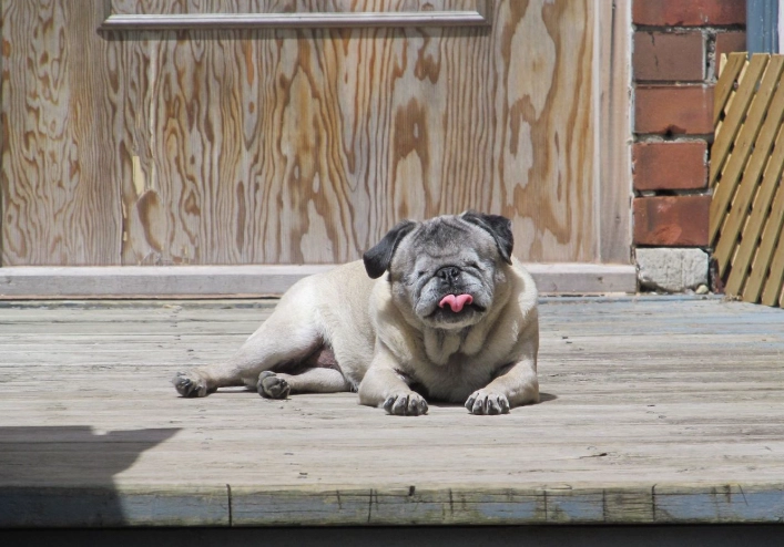 canine dementia treatment