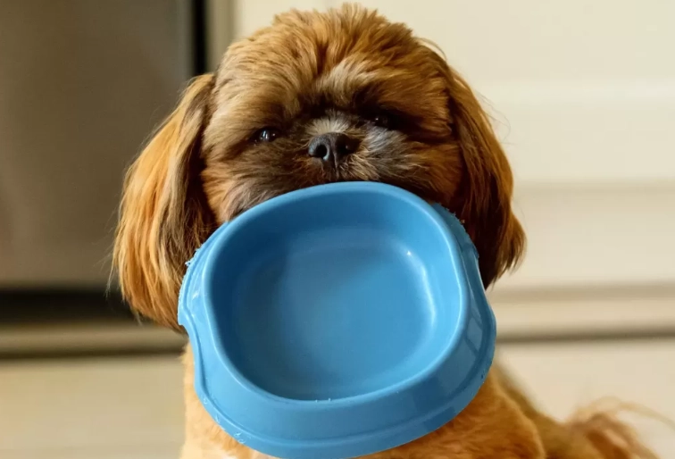 What to Give a Dog with Diarrhea: Safe Foods and Home Remedies