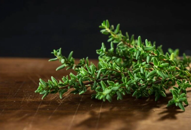 is thyme safe for dogs