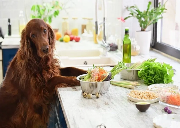 what to feed a dog with diarrhea what to feed a dog with diarrhea