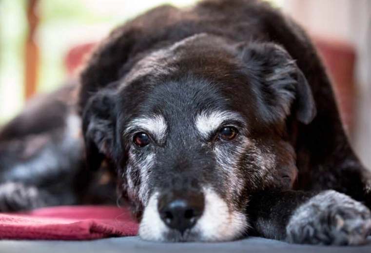 senile dog treatment