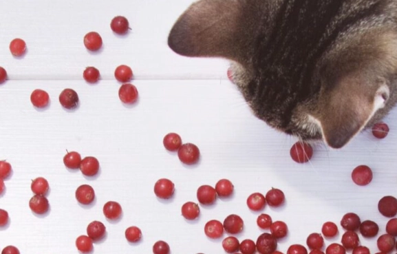 cranberries for cats