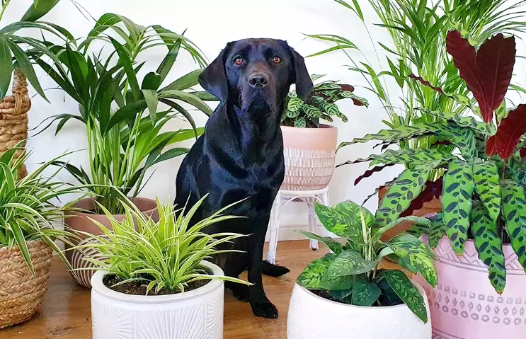 dog safe plants dog safe plants