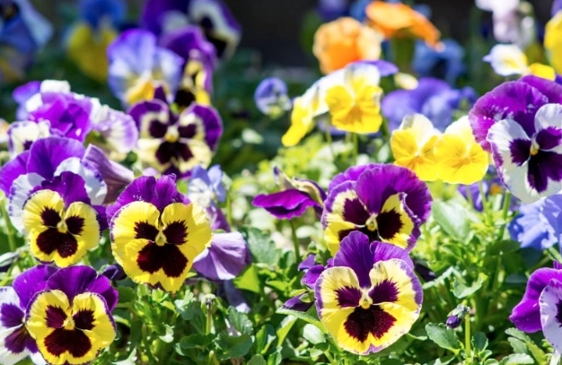 cat friendly flowers cat friendly flowers