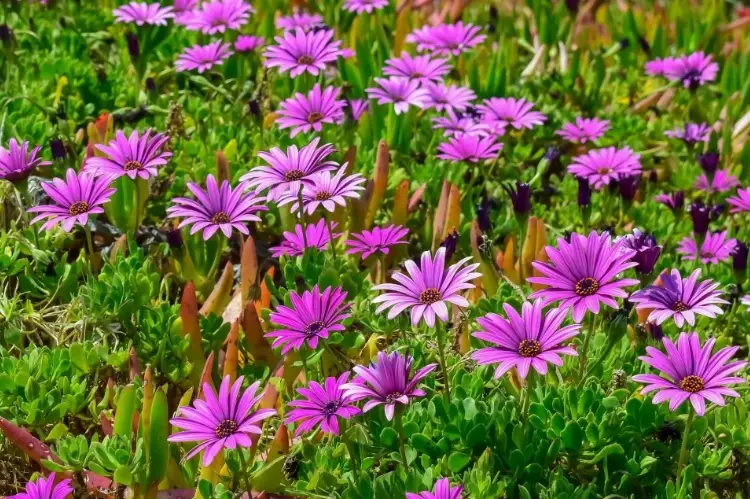 cat friendly flowers cat friendly flowers