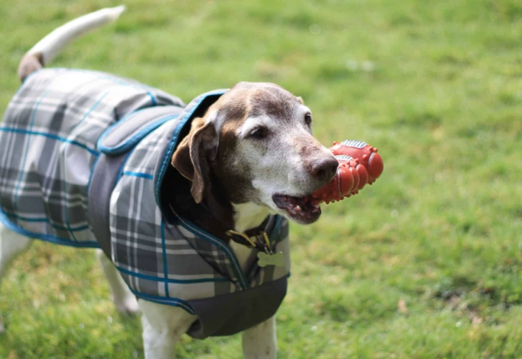 senile dog treatment