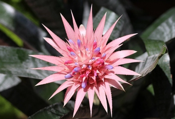 cat-safe houseplants cat-safe houseplants