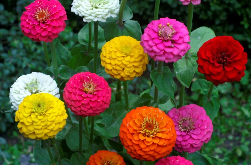 Pet Safe Flowers: A Complete Guide for Dog and Cat Owners