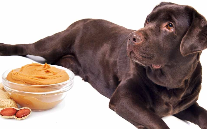 xylitol in peanut butter xylitol in peanut butter