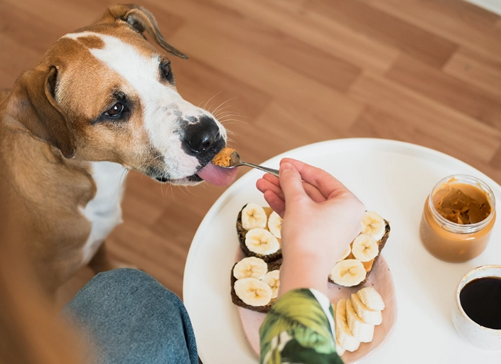 Can Dogs Eat Peanut Butter? A Vet's Complete Safety Guide