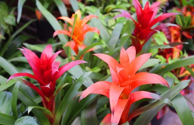 are bromeliads poisonous are bromeliads poisonous