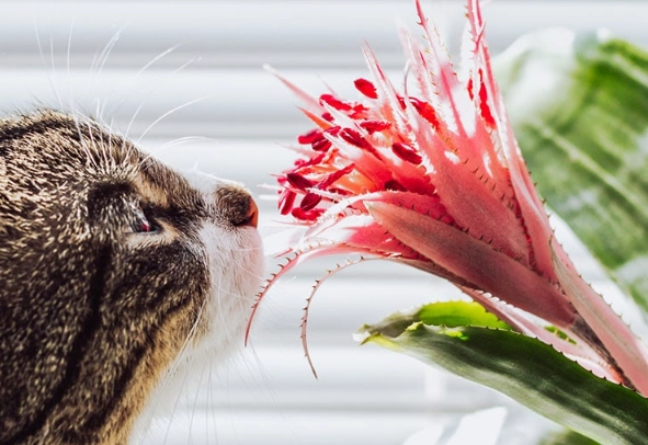 Are Bromeliads Toxic to Cats? Safety Guide & Vet Advice