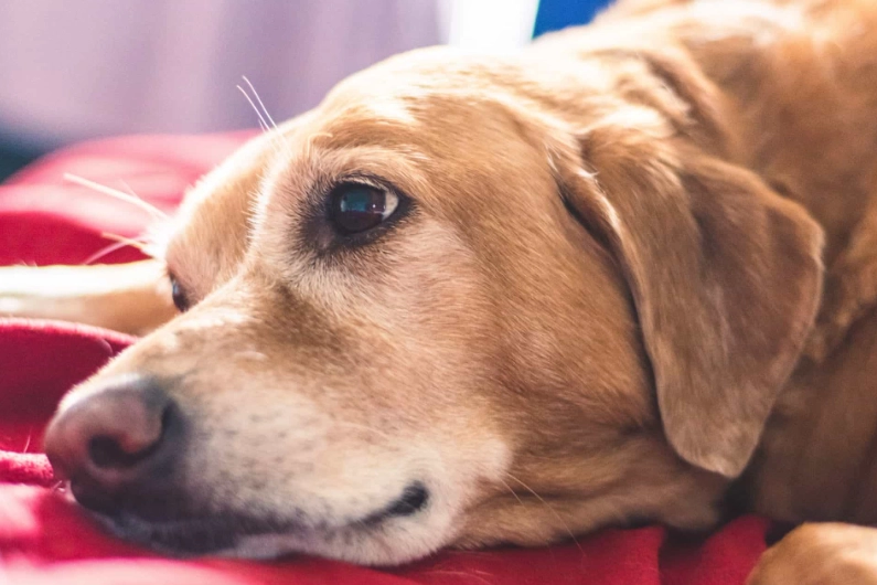 dog dementia medication