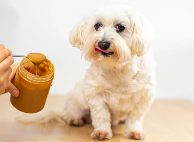 xylitol in peanut butter xylitol in peanut butter