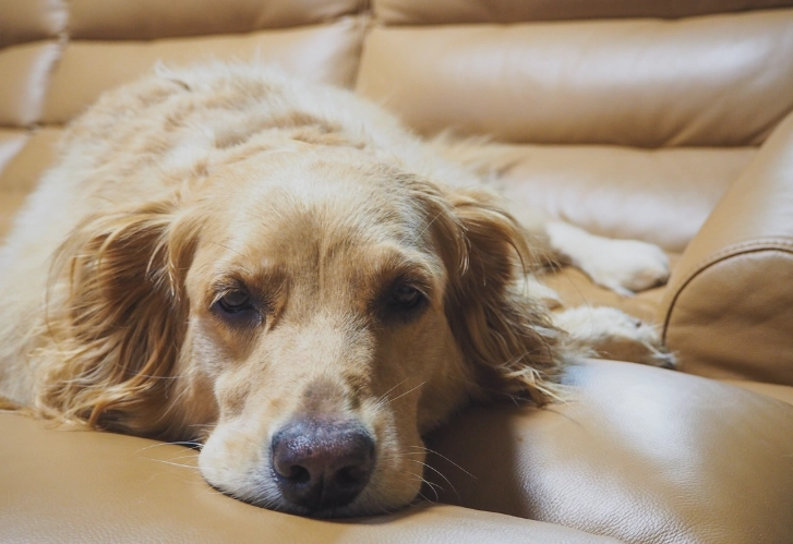 home remedies for dog diarrhea home remedies for dog diarrhea