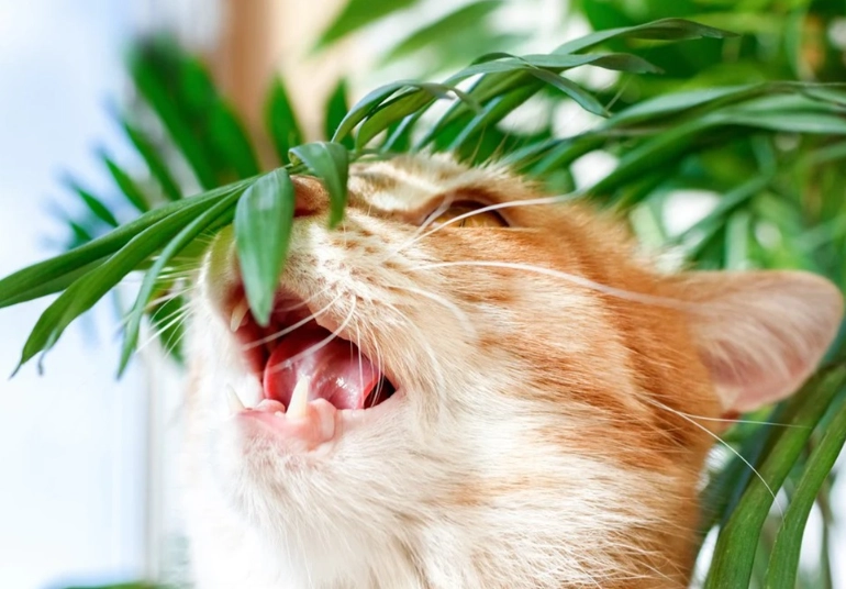 bromeliads cats bromeliads cats