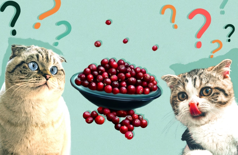 are cranberries safe for cats