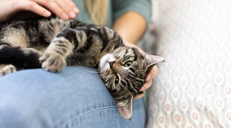 cat kneading behavior cat kneading behavior