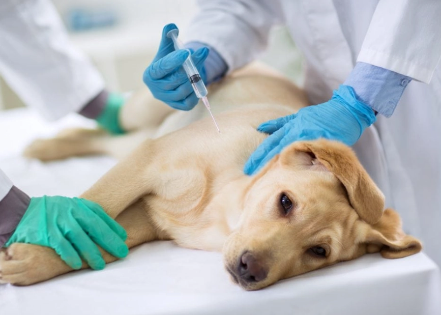 Puppy First Shots Schedule: A Complete Vaccination Guide