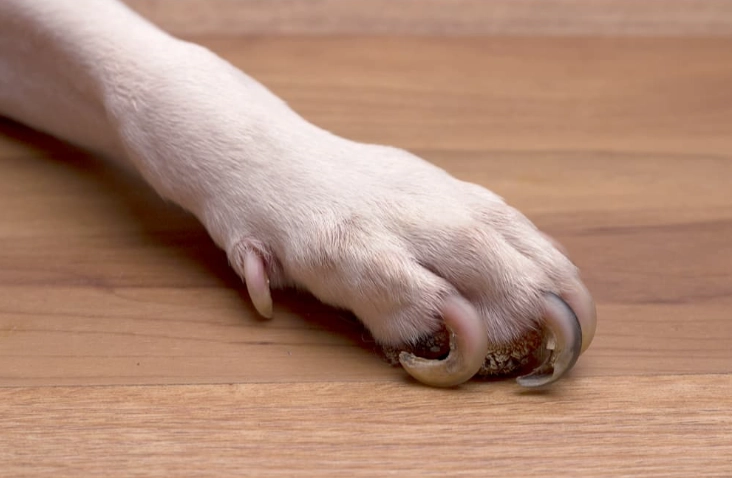 dog nail health dog nail health