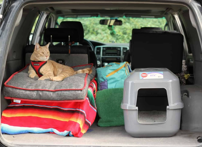 Traveling with Cats by Car: The Stress-Free Road Trip Guide