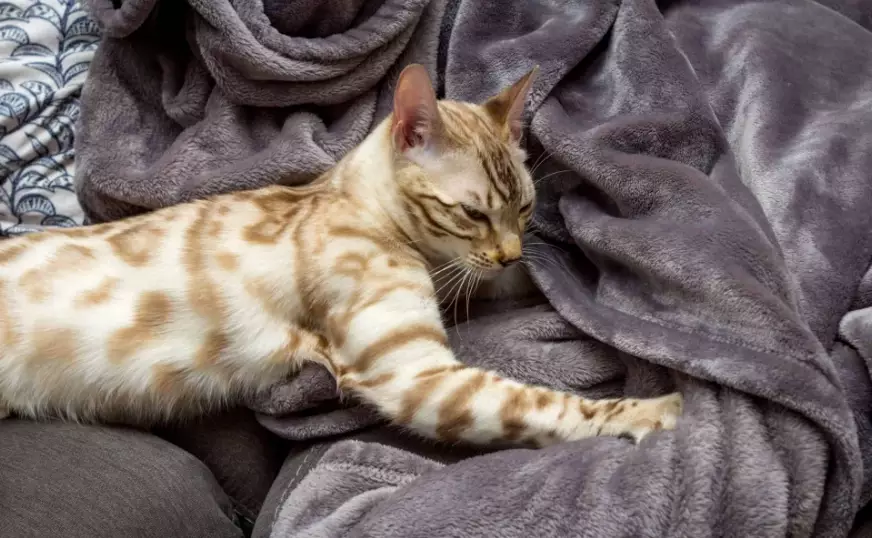 cat kneading cat kneading