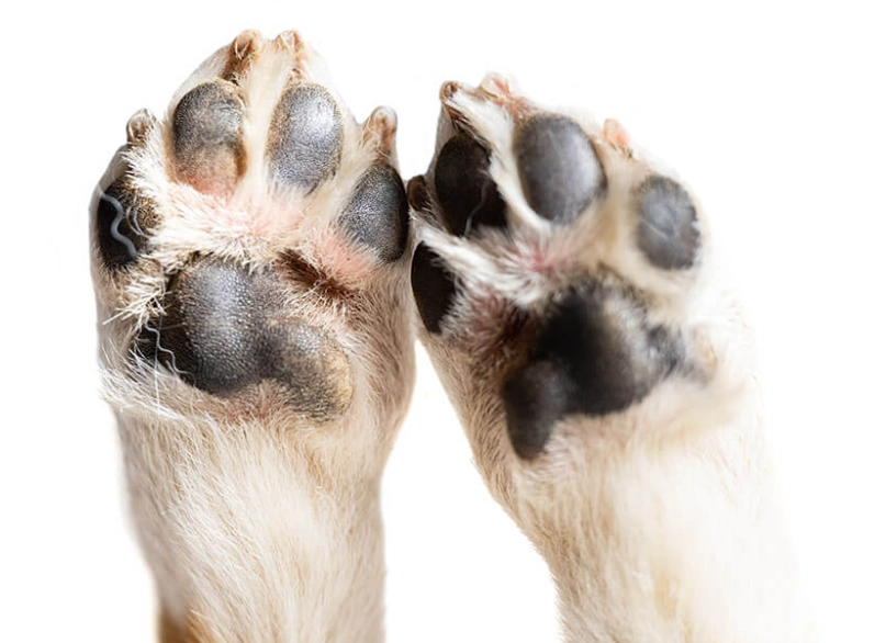cracked dog paws cracked dog paws