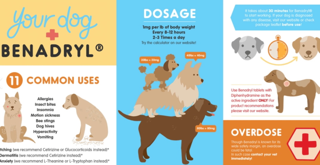 Safe Dog Benadryl Dosage Chart & Calculator Guide