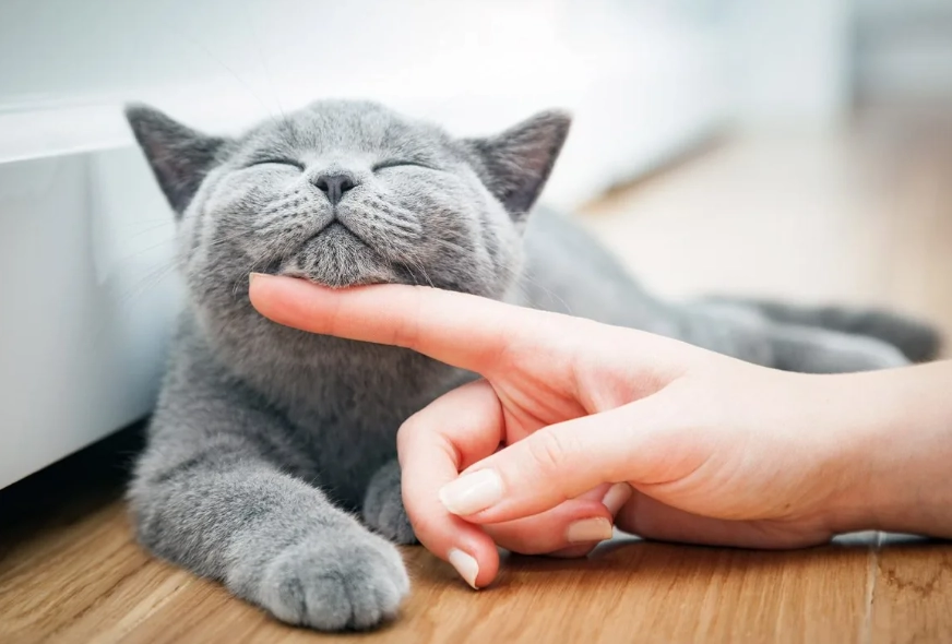 cat purring meaning cat purring meaning