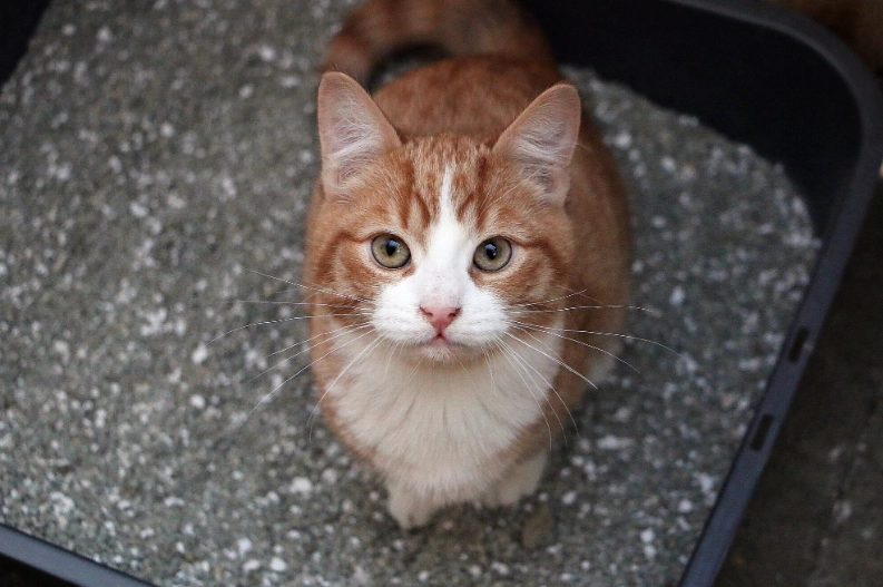 constipated cat home remedy