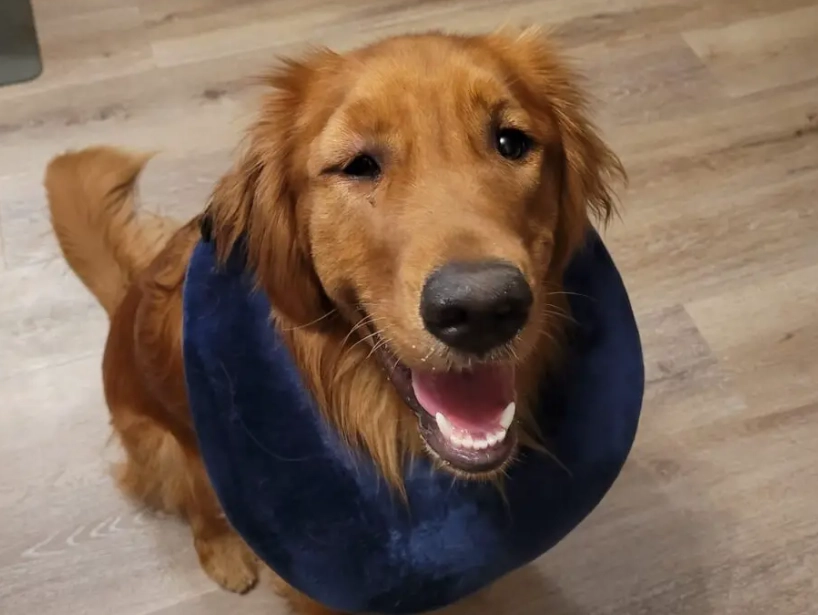 can i give my dog benadryl