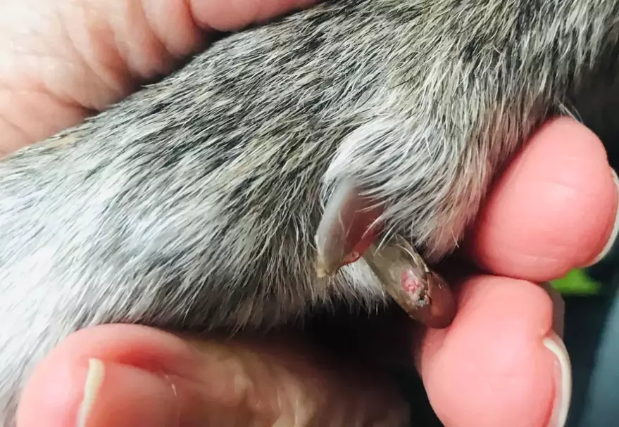 dew claw removal surgery