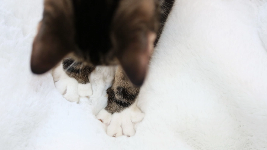 why do cats knead why do cats knead