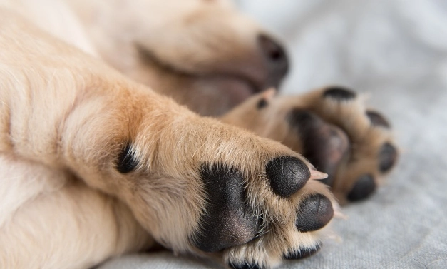 cracked dog paws cracked dog paws