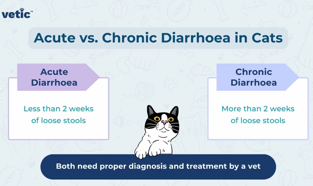 home remedies for cat diarrhoea home remedies for cat diarrhoea