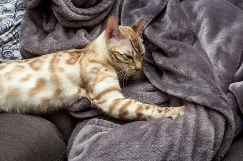 cat communication signals cat communication signals