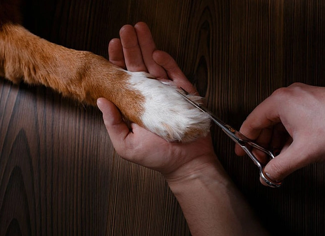 Dew Claw Removal: A Vet's Guide to Making the Right Choice for Your Dog