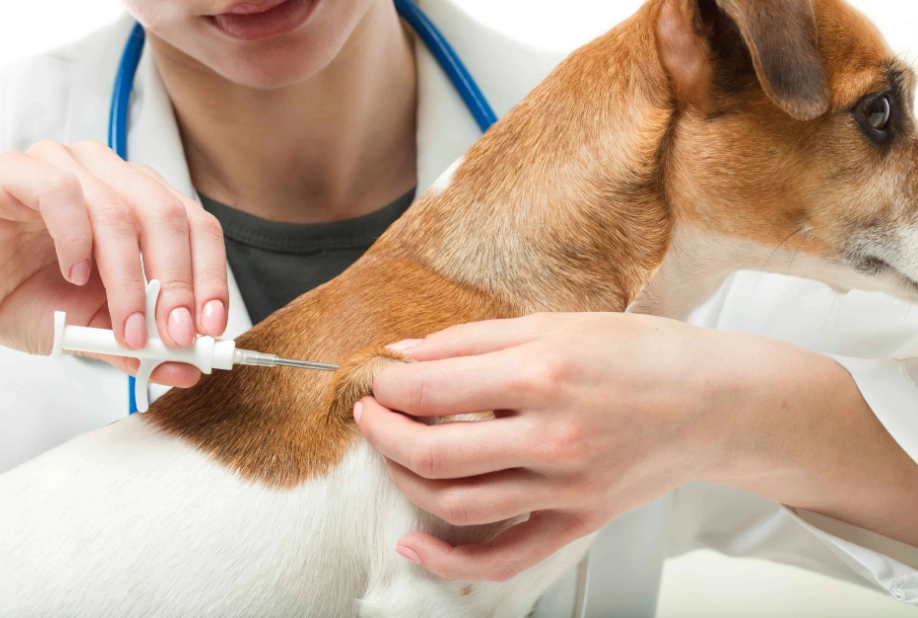 puppy shots timeline