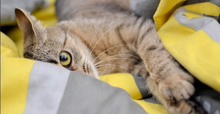 Why Do Cats Knead? Unraveling the Mystery of Your Cat's 'Baking' Habit