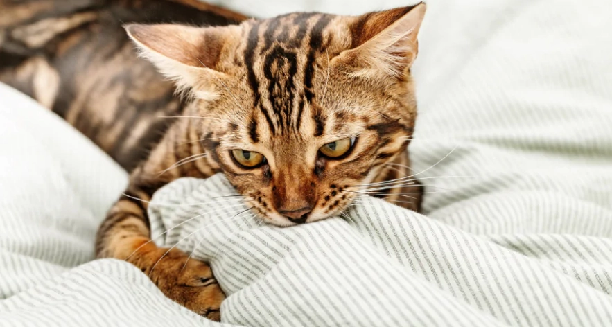 Why Do Cats Knead? Unraveling the Mystery of ‘Making Biscuits’