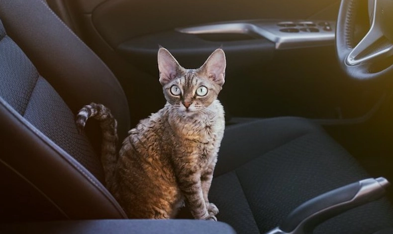 car travel with cats