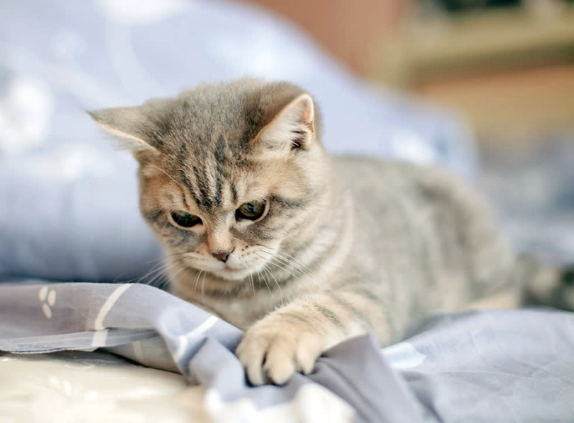 cat communication signals cat communication signals