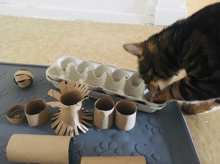 cat enrichment ideas