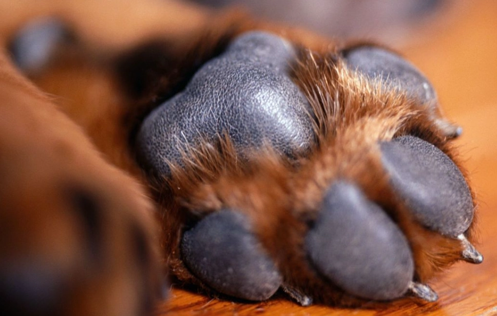 Dry Dog Paws: Causes, Home Remedies, and When to Worry