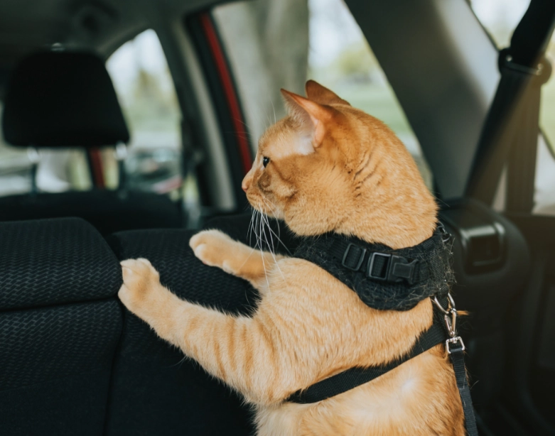 car travel with cats