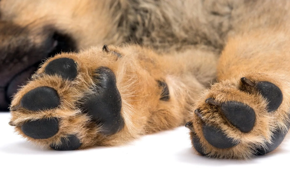dog paw care dog paw care