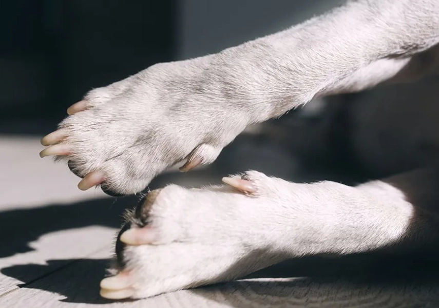 dew claw removal surgery