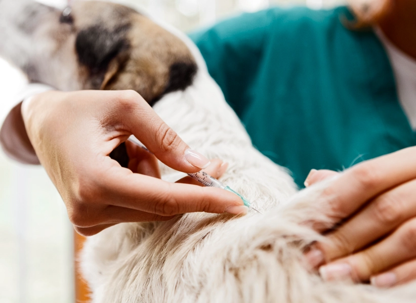 puppy shots timeline